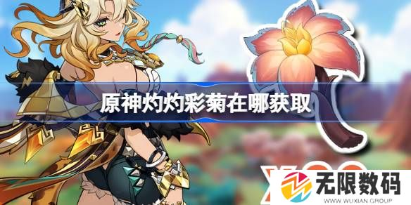 原神灼灼彩菊在什么地方