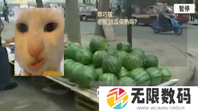 猫meme搞怪冒险